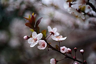 《赛博朋克2077：往日之影》新概念图 昔日乐园狗镇